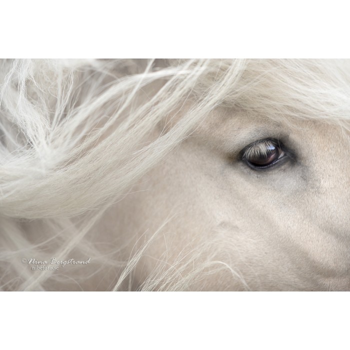 Palomino with wispy mane